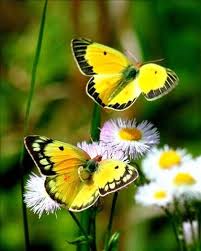 Download and use 70,000+ flowers and butterflies stock photos for free. Whimsical Raindrop Cottage Beautiful Butterflies Butterfly Flowers Yellow Butterfly