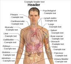 It is so vast and complex that, an estimate is that all the individual nerves from one body, joined end to end, could reach around the world two and a half times. 9 Free Body Diagram Free Printable Download Free Premium Templates