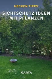 Wird nämlich darauf geachtet, dass sich keine dicken äste und verzweigungen ausbilden können. Sichtschutz Garten Ideen Mit Pflanzen Garten Hecken Sichtschutz Garten Schattenpflanzen