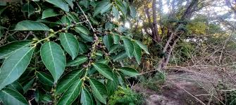 Image result for Bridelia micrantha