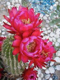 More images for el paso plants » Gardening In El Paso Articles