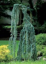 Check spelling or type a new query. Weeping Cedar Of Lebanon 3 Year Graft Japanese Maples A Https Www Amazon Com Dp B Weeping Evergreen Trees Ornamental Trees Landscaping Weeping Evergreen