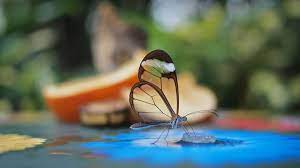 Distractify These 50 Powerful Photos Capture Extraordinary Moments In The Wild Glasswinged Butterfly Glasswing Butterfly Animals