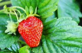For many years now, i have been growing my own strawberries. Strawberry Plants Producing Runners But No Strawberries