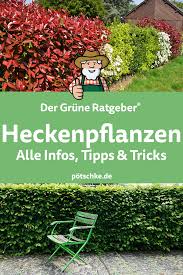 Heckenpflanzen Alle Infos Tipps Tricks Heckenpflanzen Hecke Pflanzen Holunder Pflanzen