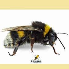 How Long Do Bees Live Carolina Honeybees Bee Bumble Bee Insects