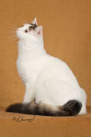 20 Most Popular Long Haired Cat Breeds Samoreals Turkish Van Cats Angora Cats Turkish Van