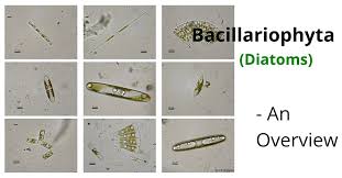 Image result for Entada bacillaris