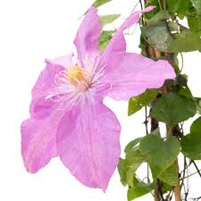 For beautiful colors, extravagance of blooms. Waldrebe Comtesse De Bouchaud Clematis Hybriden Comtesse De Bouchaud Gunstig Online Kaufen