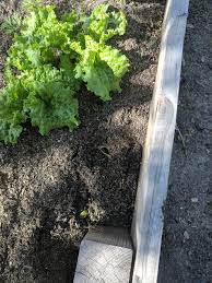 He built a wooden frame with panels along the front which we then filled with soil. What S Digging Holes In My Garden Bed Album On Imgur