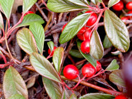 Here are the traditional hollies you know and love: Cotoneaster Salicifolius Scarlet Leader Willowleaf Cotoneaster Semi Evergreen Shrub Part Shade 10 Year Size How To Attract Birds Evergreen Shrub Cotoneaster