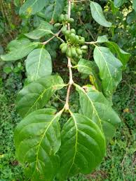 Image result for Afrocanthium ngonii