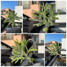 Image result for Eriospermum roseum