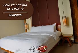 Fortunately, most ants are easy to get rid of! How To Get Rid Of Ants In Bedroom A Complete Guide Pest Samurai