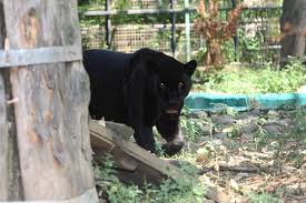 Gradinite limba engleza timisoara,gradinite timisoara 2015,gradinite cu program prelungit timisoara,lista gradinite timisoara,gradinite timisoara 2014. GrÄdina ZoologicÄ BucureÈti