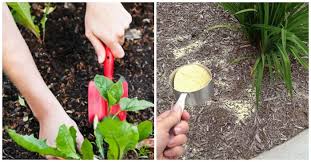 Give weeds a stiff drink of. 14 Tips Get Rid Of Weeds From The Garden Once And For All