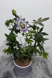 Image result for Passiflora caerulea