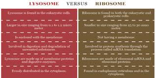 What is the main function of the lysosome in an animal cell. Difference Between Ribosome And Lysosome Qs Study