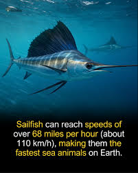 Image result for sailfish