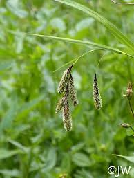Image result for Carex angolensis