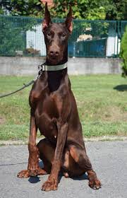 Rita Dobermans Coming Soon Protection Dogs Worldwide Dogs Working Dogs Doberman Dogs