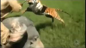 Tiger Attack Caught On Tape - YouTube