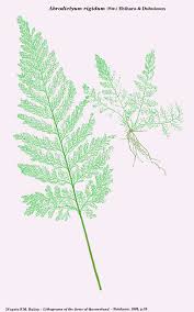 Image result for Abrodictyum rigidum