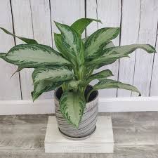 This is one of the new aglaonema hybrids that have a unique leaf variegation pattern with good basal branching and has better cold tolerance than most of the others. Get Aglaonema Silver Bay 10 Inch In Mi At English Gardens Nurseries Serving Clinton Township Dearborn Heights Eastpointe Royal Oak West Bloomfield And The Plymouth Ann Arbor Michigan Areas
