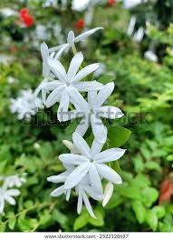 Image result for Jasminum multipartitum