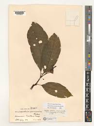 Image result for Discopodium