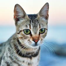 English Cat Cats Animals Cat Obsession