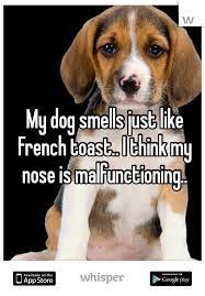 My Dog Smells Just Like French Toast I Think My Nose Is Malfunctioning