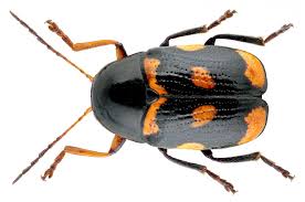 Cryptocephalus Octacosmus Bedel 1891 In 2020 Central Europe Species Animals