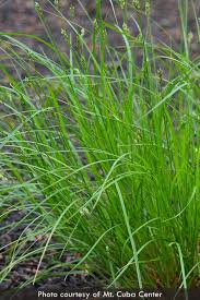 Image result for Sabicea bequaertii