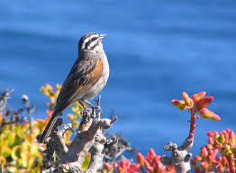 Check spelling or type a new query. Old World Buntings Genus Emberiza Inaturalist