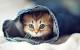 Beautiful Baby Animals Wallpaper