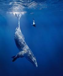 Whale Watching In Sri Lanka Whale Ocean Creatures Blue Whale