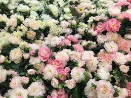 Check spelling or type a new query. 33 Different Types Of Peonies And Peony Classifications Plantsnap