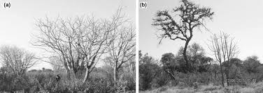 Image result for Schinziophyton rautanenii