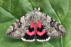 Image result for Catocala electa