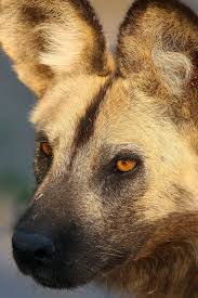 An Endangered Animal Is A Animal Which Has Been Categorized As Unconditionally Likely To Become Extinct Endangered Most Endangered Animals Animals Wild Dogs