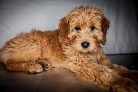 We did not find results for: Red Mini Goldendoodle Mini Goldendoodle