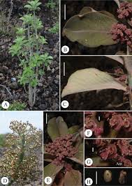 Image result for Euphorbia neoglaucescens