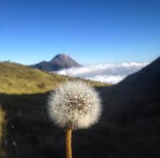 Bunga edelweis juga dijuluki sebagai bunga abadi, dan bunga ini mengandung hormon etilen yang dapat mencegah kerontokan kelopak bunga. Save Edelweiss Bunga Abadi Di Puncak Gunung Merbabu Steemit