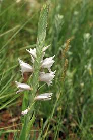 Image result for Gladiolus elliotii