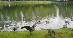 Image result for Mautner / Küllenberg and remedies wikipedia