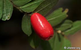 Image result for Anisophyllea boehmii