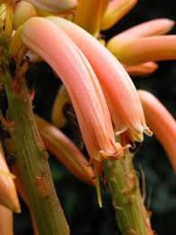 Image result for Aloidendron tongaense