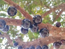 Image result for Plinia