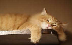 50 hd cat iphone wallpapers. Wallpaper Kucing Hd 2560x1600 Download Hd Wallpaper Wallpapertip